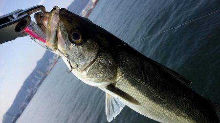 神戸突堤シーバス7本